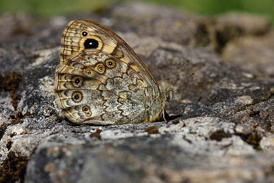BUITEN BEELD Foto: 261424