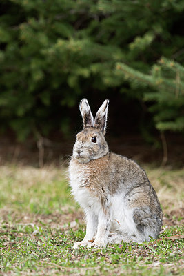 BUITEN BEELD Foto: 261425