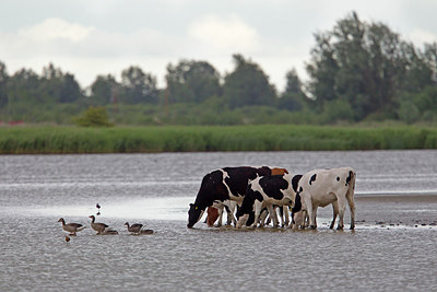 BUITEN BEELD Foto: 261434