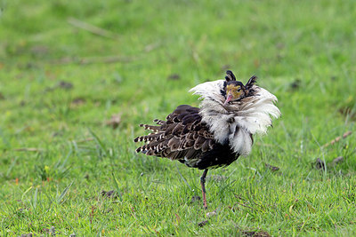 BUITEN BEELD Foto: 261435