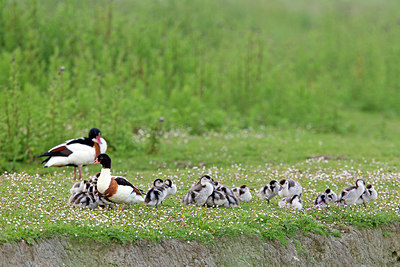 BUITEN BEELD Foto: 261439