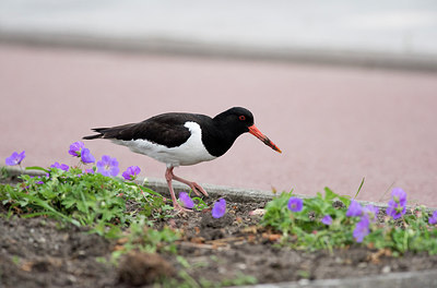 BUITEN BEELD Foto: 261443