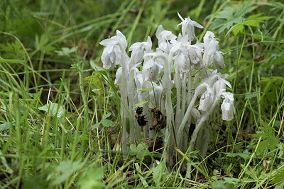 BUITEN BEELD Foto: 261445