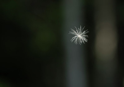 BUITEN BEELD Foto: 261464
