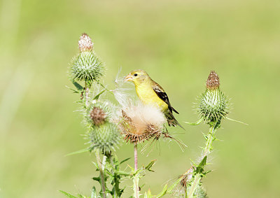 BUITEN BEELD Foto: 261465