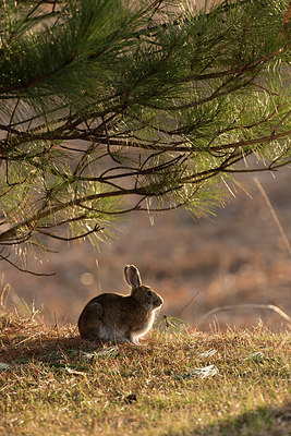 BUITEN BEELD Foto: 261471