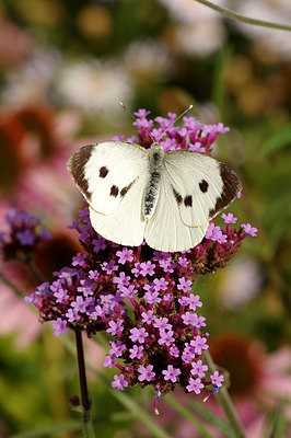 BUITEN BEELD Foto: 261478