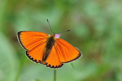 BUITEN BEELD Foto: 261493