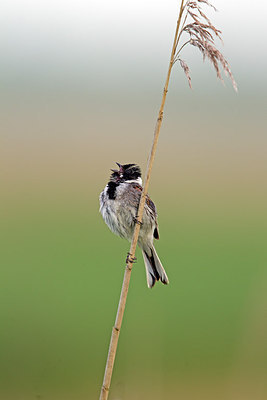 BUITEN BEELD Foto: 261510
