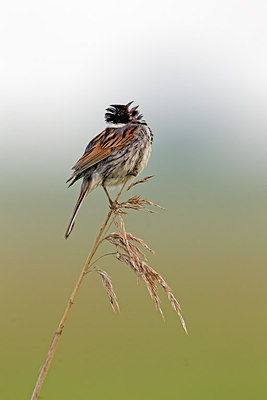 BUITEN BEELD Foto: 261512