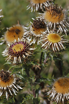 BUITEN BEELD Foto: 261523