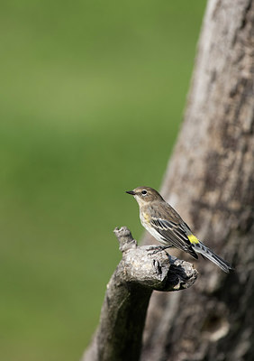 BUITEN BEELD Foto: 261538