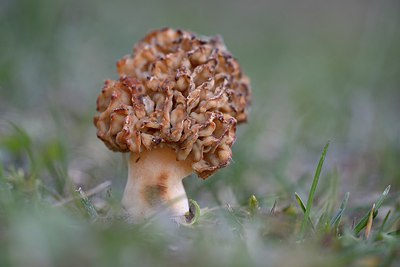 BUITEN BEELD Foto: 261564