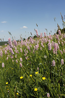 BUITEN BEELD Foto: 261678