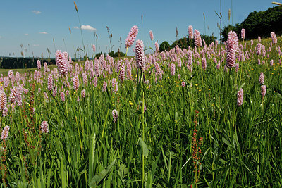 BUITEN BEELD Foto: 261679