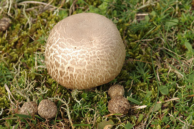 BUITEN BEELD Foto: 261703