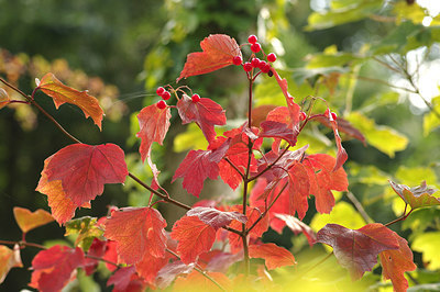 BUITEN BEELD Foto: 261710