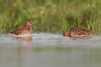 BUITEN BEELD Foto: 261715