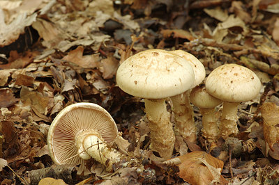 BUITEN BEELD Foto: 261731