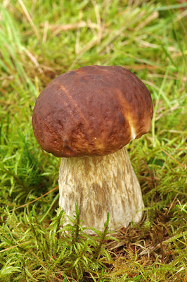 BUITEN BEELD Foto: 261734