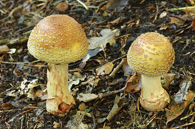 BUITEN BEELD Foto: 261735