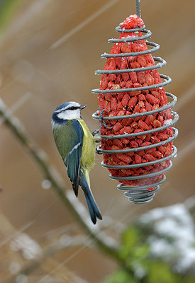 BUITEN BEELD Foto: 261737