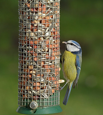 BUITEN BEELD Foto: 261747