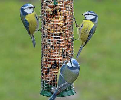 BUITEN BEELD Foto: 261758