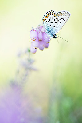 BUITEN BEELD Foto: 261777