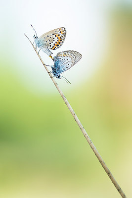 BUITEN BEELD Foto: 261778