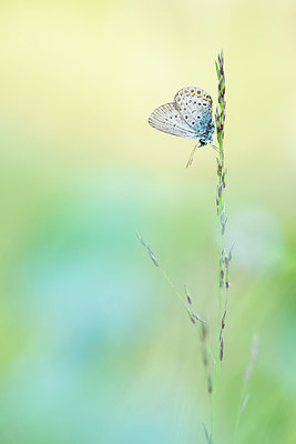 BUITEN BEELD Foto: 261786