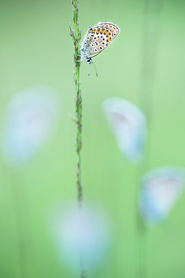 BUITEN BEELD Foto: 261788