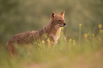 BUITEN BEELD Foto: 261841