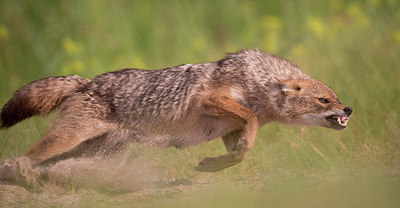 BUITEN BEELD Foto: 261848