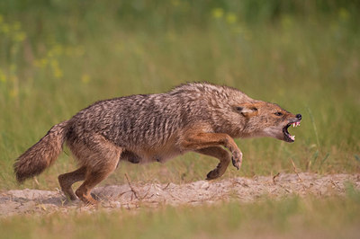 BUITEN BEELD Foto: 261850