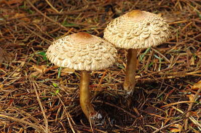 BUITEN BEELD Foto: 261869