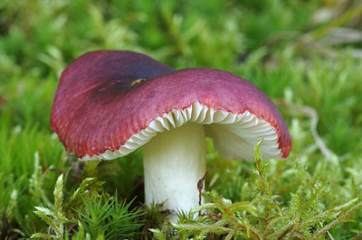 BUITEN BEELD Foto: 261871