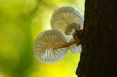 BUITEN BEELD Foto: 261880