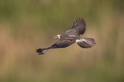 BUITEN BEELD Foto: 261894