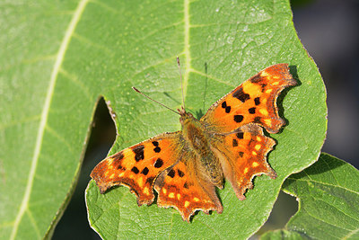 BUITEN BEELD Foto: 261910