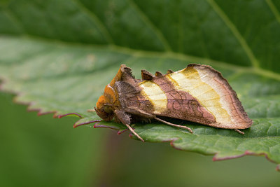 BUITEN BEELD Foto: 261912