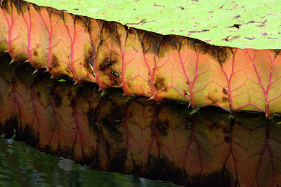 BUITEN BEELD Foto: 262062