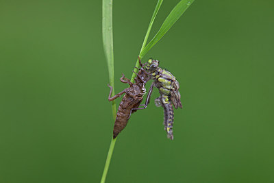 BUITEN BEELD Foto: 262191