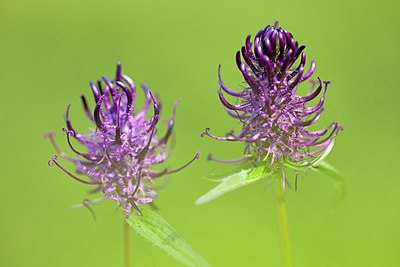 BUITEN BEELD Foto: 262201