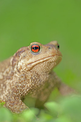BUITEN BEELD Foto: 262222