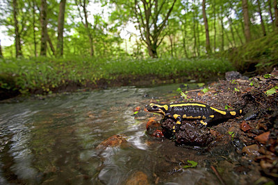 BUITEN BEELD Foto: 262228