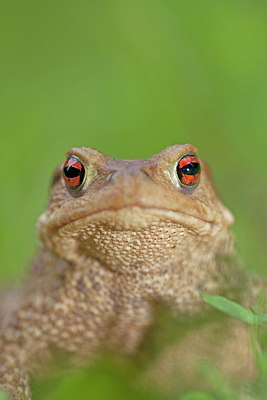 BUITEN BEELD Foto: 262234