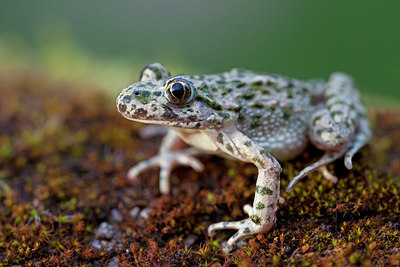BUITEN BEELD Foto: 262244