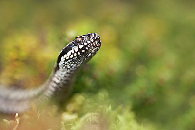 BUITEN BEELD Foto: 262257