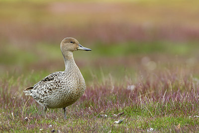 BUITEN BEELD Foto: 262282